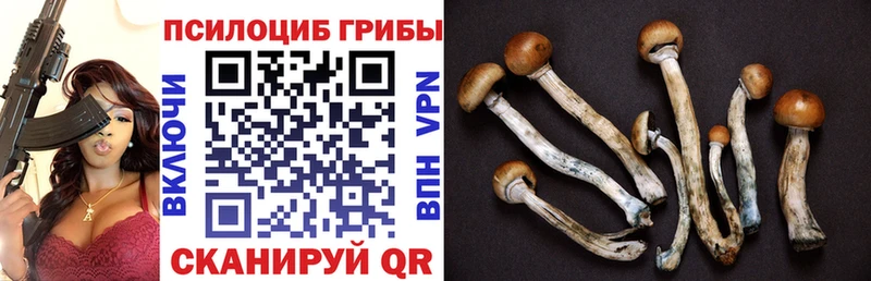 гидра зеркало  купить   Долинск  Псилоцибиновые грибы Psilocybe 